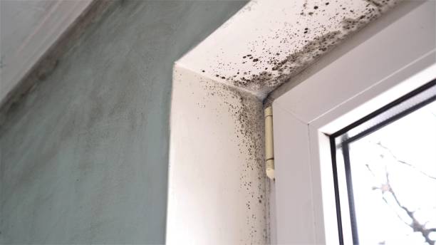 Best Mold Prevention Services  in Bamberg, SC