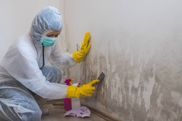 Best Basement Mold Removal  in Bamberg, SC