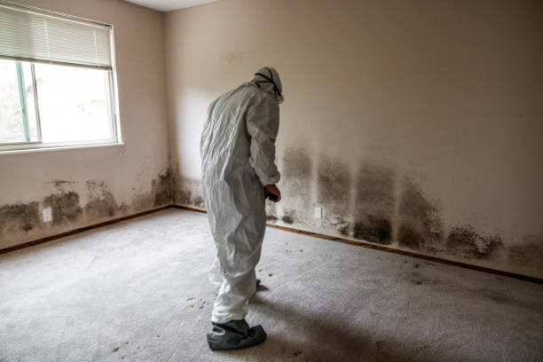 Best Mold Removal for HVAC Installations  in Bamberg, SC